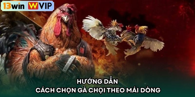 Hướng dẫn cách chọn gà chọi theo mái dòng
